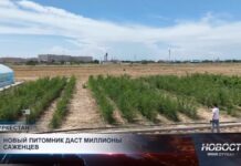 Озеленение в Туркестанской области выходит на новый уровень
