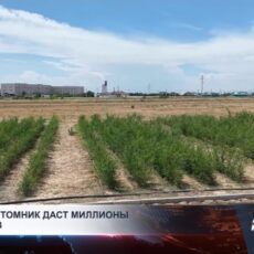 Озеленение в Туркестанской области выходит на новый уровень