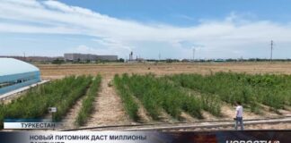 Озеленение в Туркестанской области выходит на новый уровень