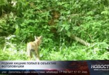 Рысь сфотографировали в Иле-Алатауском национальном парке