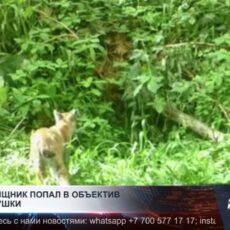 Рысь сфотографировали в Иле-Алатауском национальном парке