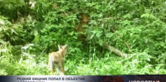 Рысь сфотографировали в Иле-Алатауском национальном парке