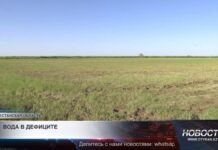 В Туркестанской области сокращают посевы влаголюбивых культур