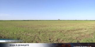 В Туркестанской области сокращают посевы влаголюбивых культур
