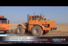 Экстремальная жара: как аграрии защищают урожай от пожара?