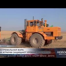 Экстремальная жара: как аграрии защищают урожай от пожара?