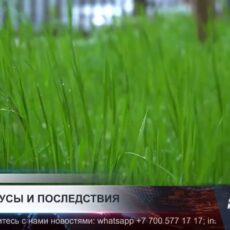 В Туркестанской области зарегистрировали восемь случаев ККГЛ