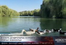 В озере дендропарка появились новые пернатые жители