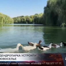 В озере дендропарка появились новые пернатые жители
