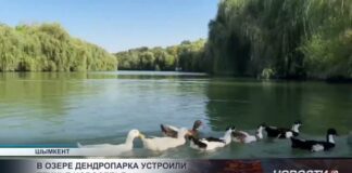 В озере дендропарка появились новые пернатые жители