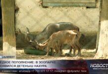 В шымкентском зоопарке родился краснокнижный нахур