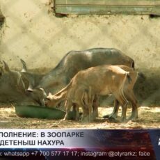 В шымкентском зоопарке родился краснокнижный нахур