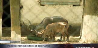 В шымкентском зоопарке родился краснокнижный нахур