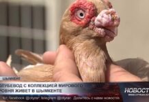 Голубевод с коллекцией мирового уровня живет в Шымкенте