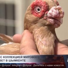 Голубевод с коллекцией мирового уровня живет в Шымкенте