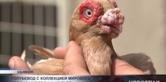 Голубевод с коллекцией мирового уровня живет в Шымкенте