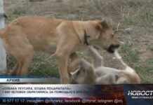 В дендропарке на жителя города напали бездомные собаки