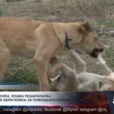 В дендропарке на жителя города напали бездомные собаки