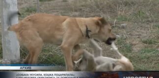 В дендропарке на жителя города напали бездомные собаки