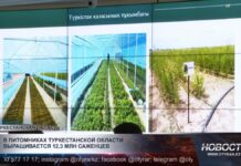 В питомниках Туркестанской области выращивают более 12 миллионов саженцев