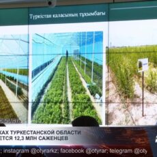 В питомниках Туркестанской области выращивают более 12 миллионов саженцев