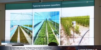 В питомниках Туркестанской области выращивают более 12 миллионов саженцев