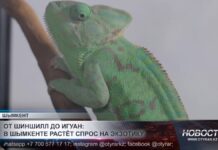 Питомец из тропиков: хамелеоны становятся любимцами жителей Шымкента