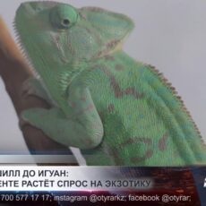 Питомец из тропиков: хамелеоны становятся любимцами жителей Шымкента