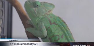 Питомец из тропиков: хамелеоны становятся любимцами жителей Шымкента