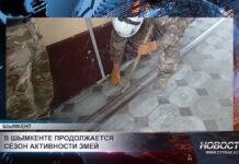 В Шымкенте продолжается сезон активности змей