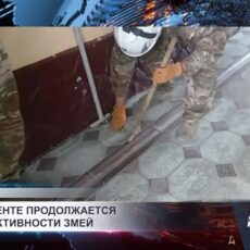 В Шымкенте продолжается сезон активности змей