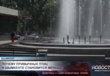 Почему привычных птиц в Шымкенте становится меньше