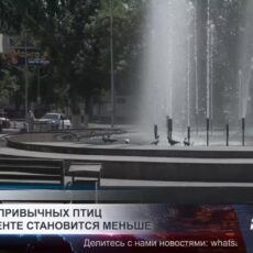 Почему привычных птиц в Шымкенте становится меньше