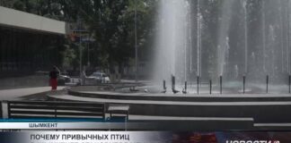 Почему привычных птиц в Шымкенте становится меньше