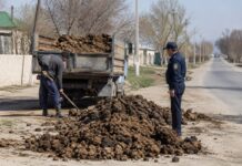 Три тонны навоза оставили на обочине жители Ордабасинского района