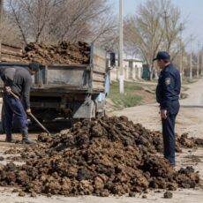 Три тонны навоза оставили на обочине жители Ордабасинского района