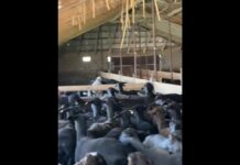 В Туркестанской области раскрыли схему с сельхозсубсидиями на 103 млн теңге