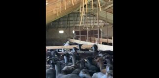 В Туркестанской области раскрыли схему с сельхозсубсидиями на 103 млн теңге