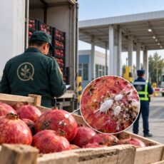 Заражённые гранаты из Узбекистана не пропустили в Туркестанской области