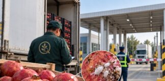 Заражённые гранаты из Узбекистана не пропустили в Туркестанской области