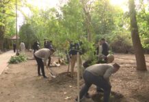 Дерево дружбы высадили в дендропарке Шымкента