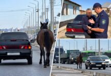 Видео с привязанной к машине лошадью проверили полицейские Шымкента