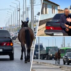 Видео с привязанной к машине лошадью проверили полицейские Шымкента