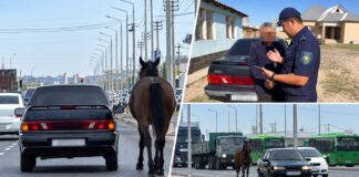 Видео с привязанной к машине лошадью проверили полицейские Шымкента