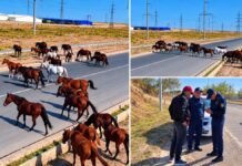 За оставленный без присмотра скот могут оштрафовать в Шымкенте