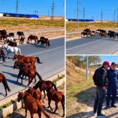 За оставленный без присмотра скот могут оштрафовать в Шымкенте