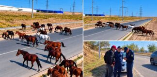 За оставленный без присмотра скот могут оштрафовать в Шымкенте